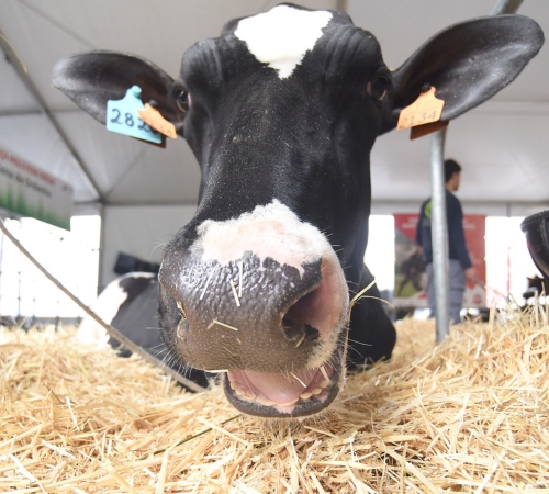 Raça Holstein Frísia mostra-se este fim de semana na 55ª AGRO