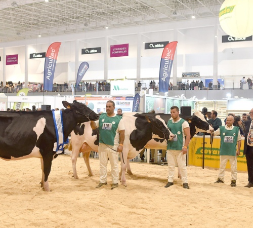 Conheça os vencedores do 9º Concurso Pecuário da Raça Holstein Frísia (Vacas)