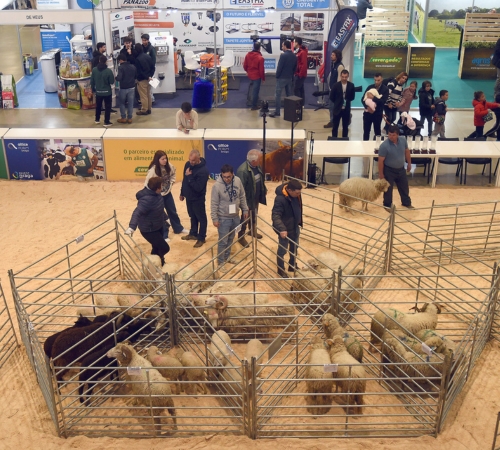 Conheça os vencedores do concurso nacional de Ovelhas da Raça Bordaleira de Entre Douro e Minho e Churra do Minho