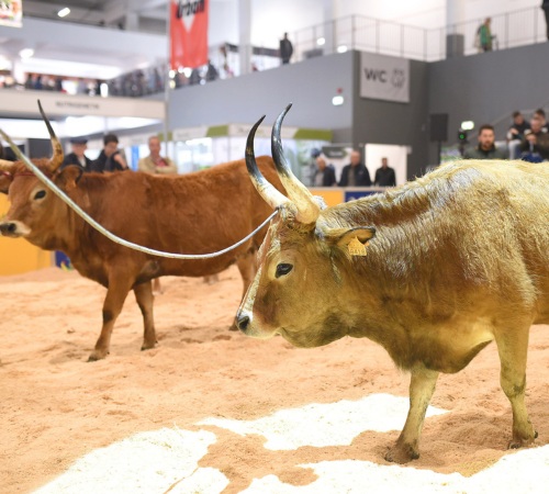 Conheça os vencedores do concurso pecuário nacional da raça cachena