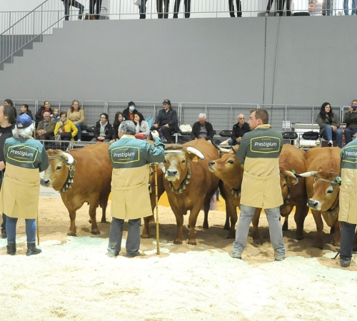 Conhece os vencedores do concurso pecuário da Raça Arouquesa