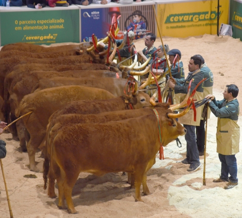 Conheça os vencedores do 34º concurso pecuário nacional da Raça Barrosã