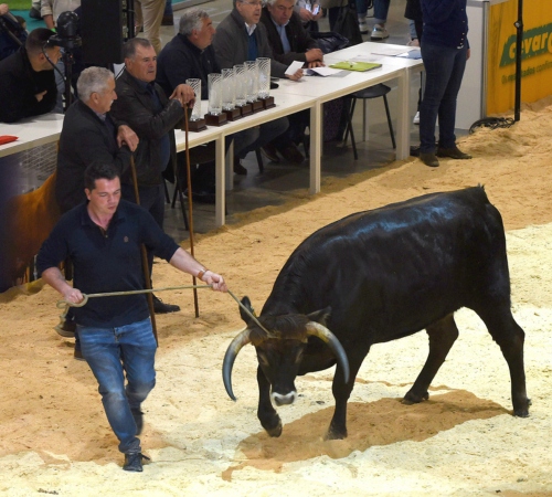 Conheça os vencedores do concurso pecuário da Raça Maronesa