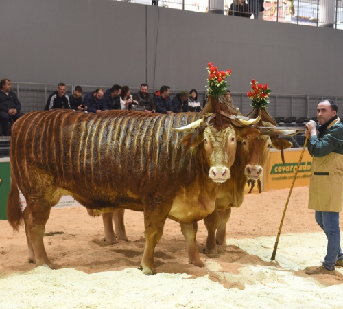 Conheça os vencedores do concurso pecuário da Raça Minhota